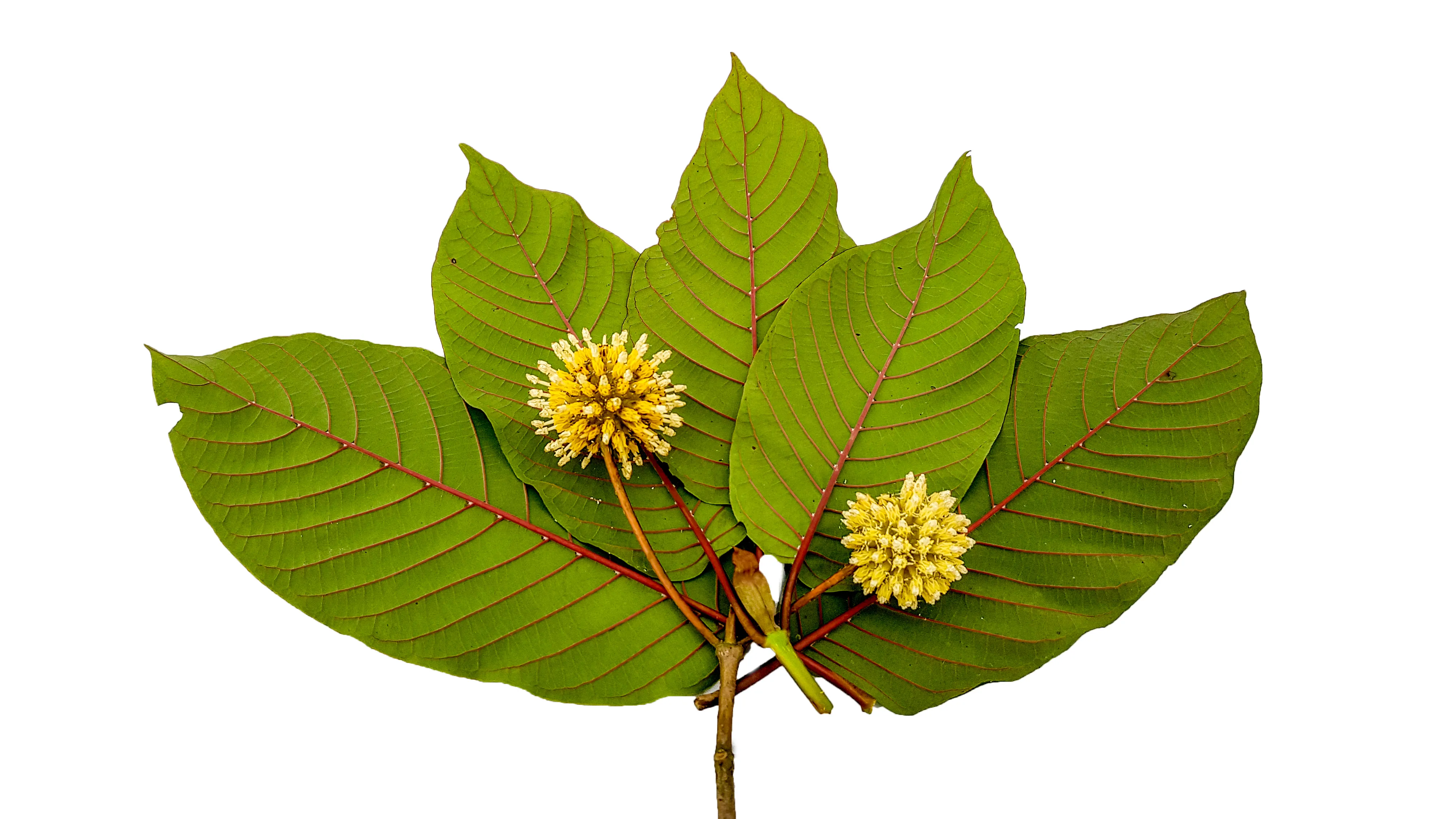 Red vein kratom leaves from a Mitragyna speciosa plant