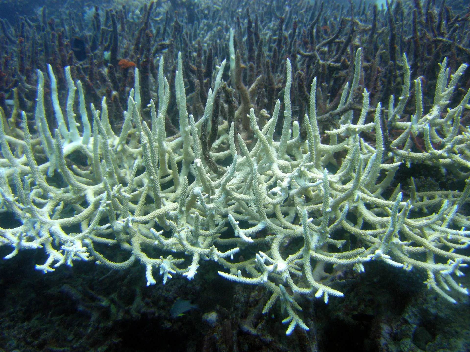 97% of northern Barrier Reef coral has died following bleaching event