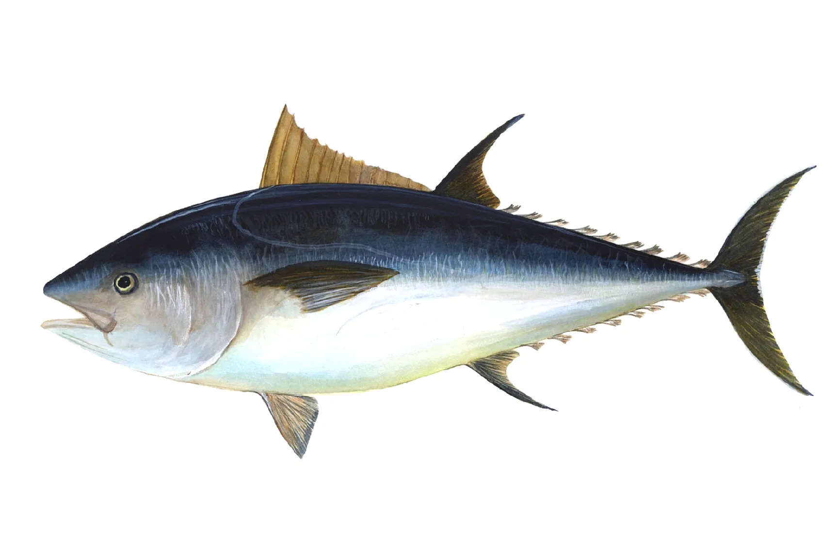 Illustration of a large Atlantic bluefin tuna