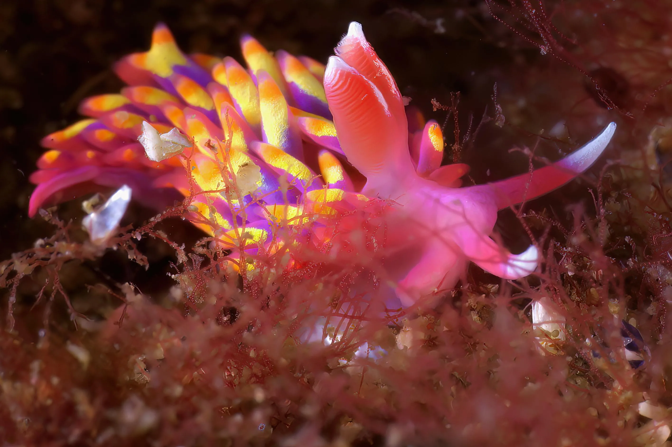 A rainbow-coloured Babakina anadoni sea slug on rock