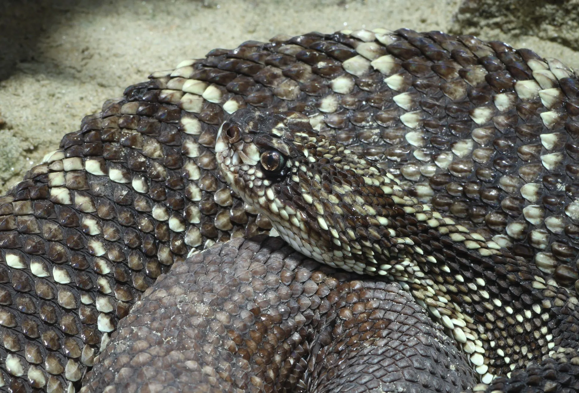 Man With Suitcase Full of Snakes Stopped at German Airport