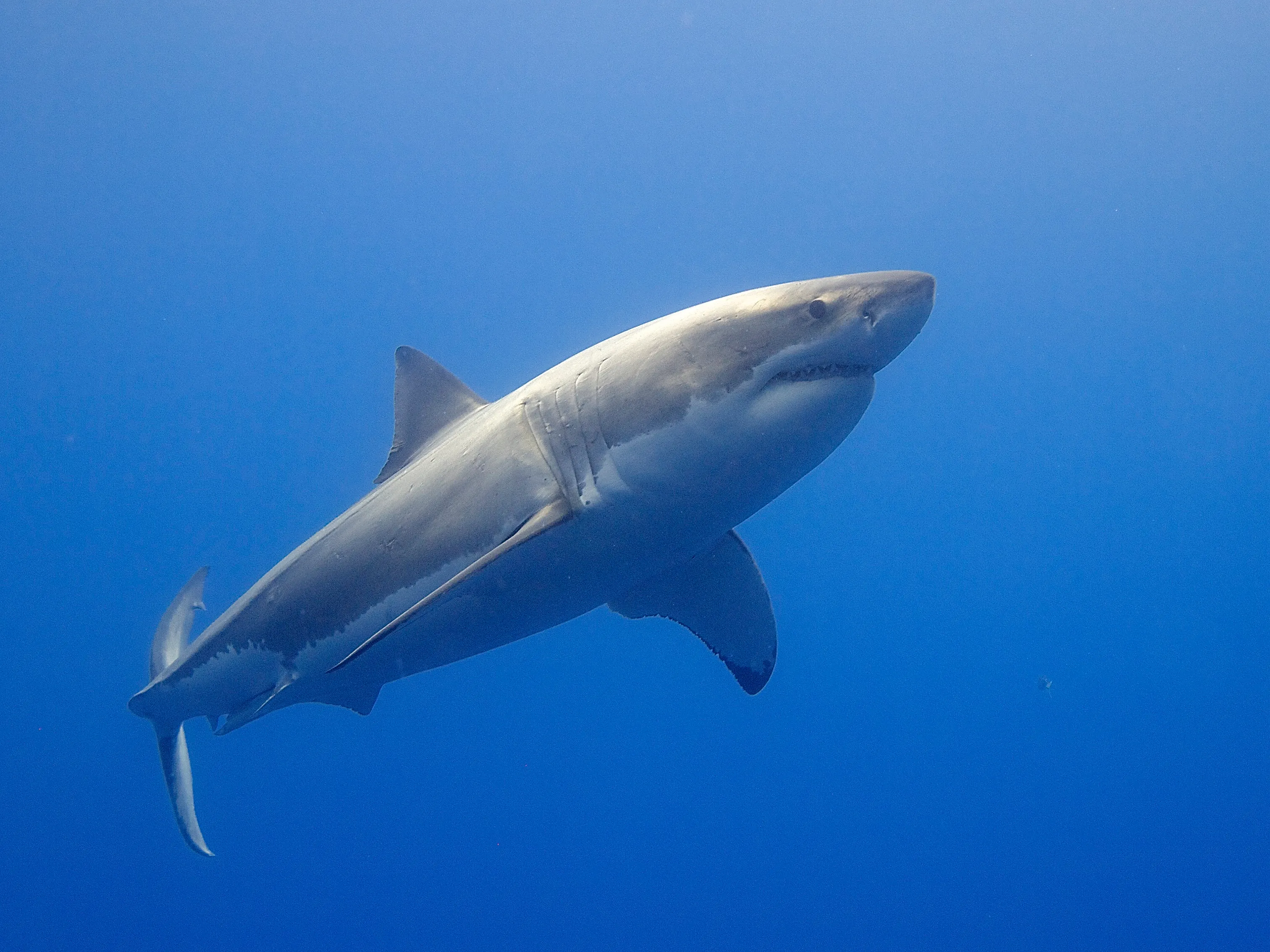 A great white shark swimming near the ocean surface