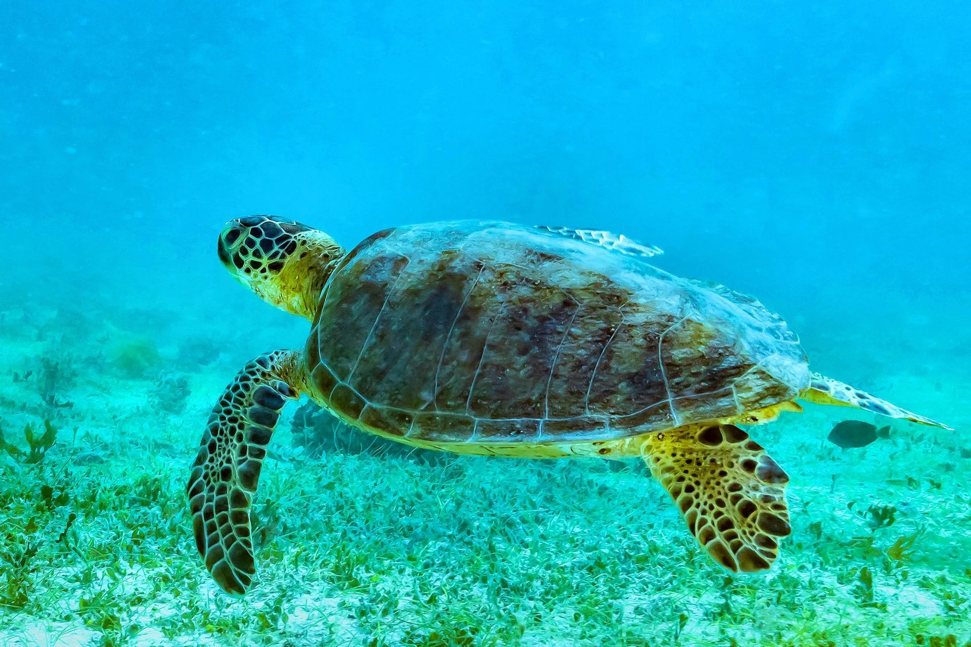 Green sea turtle migrates huge distance in Indian Ocean